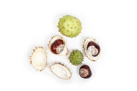 Chestnut isolated