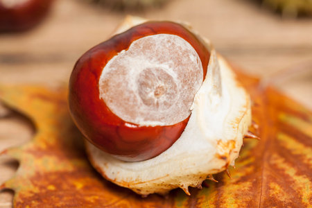 Chestnut still life