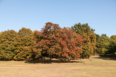 Trees in early autum