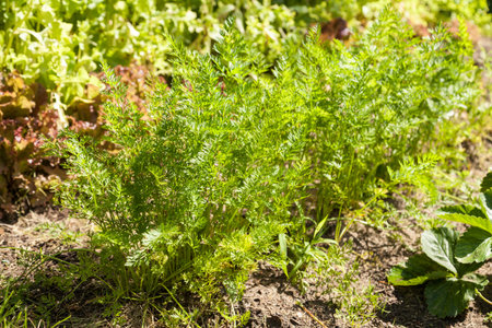 Carrots in gardenの写真素材