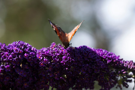 Brown butterfly on flower