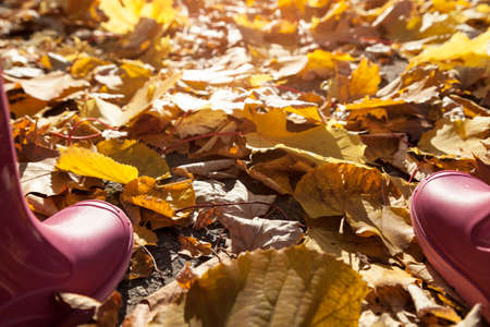 Woman's rubber boots in autumnの写真素材