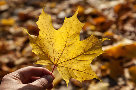 Holding an yellow autumn leave in hand