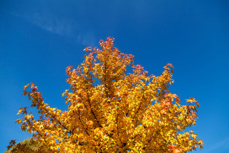 Yellow autumn tree