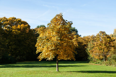 Beginning of autumn tree in Tiergarten Berlin