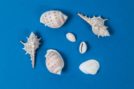 Shellfish on a blue background