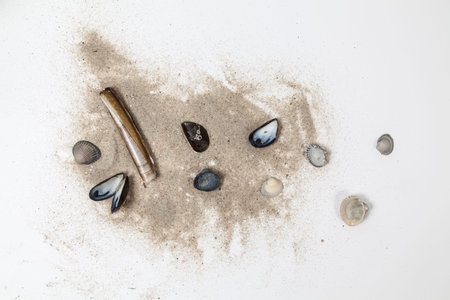Shellfishes and sand on white background