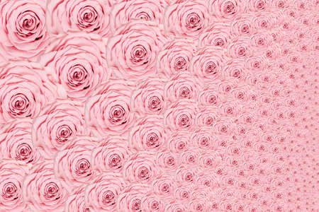 Rose light pink backgroundの写真素材