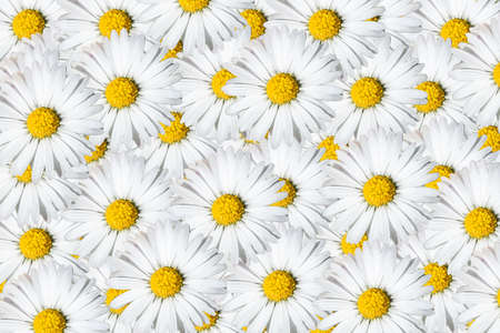Daisies backgroundの写真素材