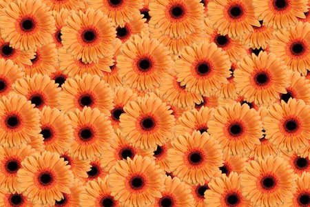 Orange Gerbera backgroundの写真素材