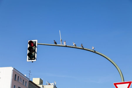 Red traffic light and pigeons in Berlin