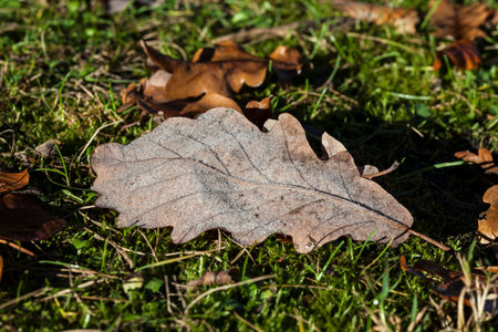 Leaf with hoarfrost on meadow