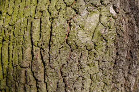 Bark tree