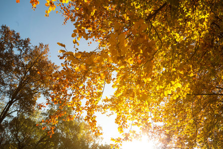 Autumn trees