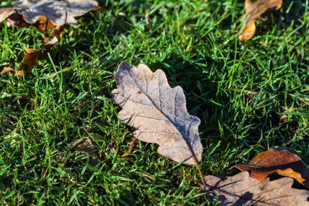 Hoarfrost on leaves