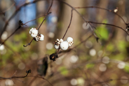 Snowberry