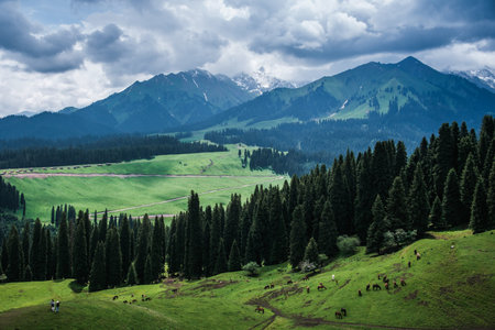 Aerial view of the natural scenery of grassland and alpine meadows in Kuerdening, Gongliu, Ili, Xinjiang Province, China