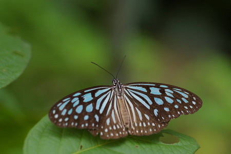 Butterfly pictureの写真素材