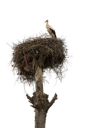 Stork nest on white backgroundの写真素材