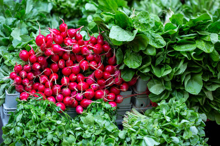 Bunch red radishes in the market