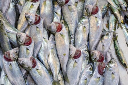 fresh fish on the ice in the market
の写真素材