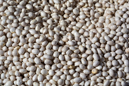 Heap of white beans texture as background. Top view.