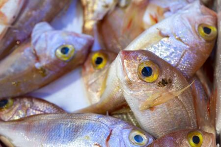 fresh fish on the ice in the market
の写真素材