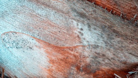 texture of tree bark