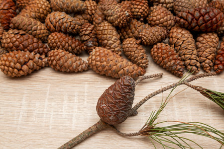 pine cones background