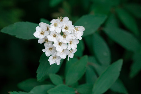 flower on green background