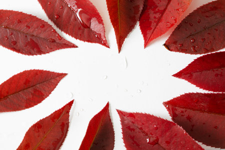autumn  leaves on white backgrounds