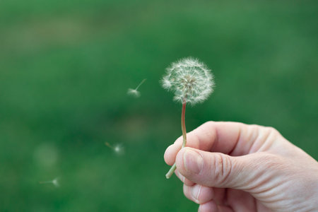 Dandelion seed pod in a beautiful background