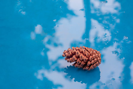 Brown pine cone on wet blue table
