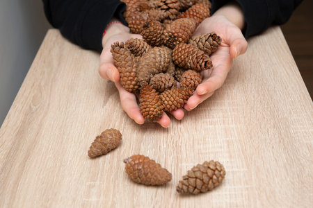 Girl Holding Pine Cones in Hands