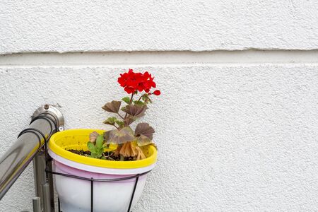 Red flowers on  wallの写真素材