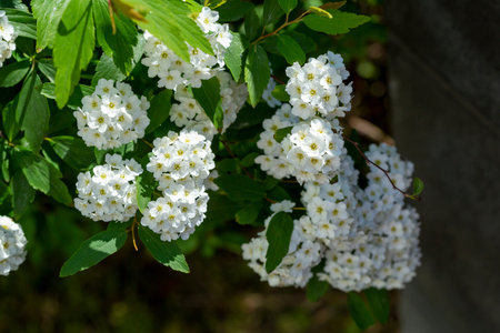 Buds of flowers