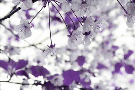 Buds of flowers on a branchの写真素材