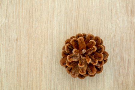 pine cones backgroundの写真素材