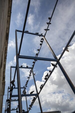 silhouette birds sitting on pole の写真素材