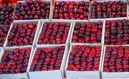 Harvest of red cherries on a market stall.
の写真素材