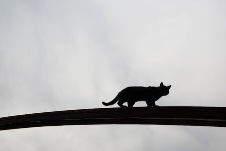 cat silhouette with beautiful backgroundの写真素材