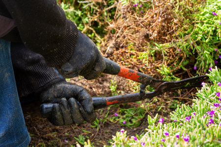 gardener cutting plants with garden