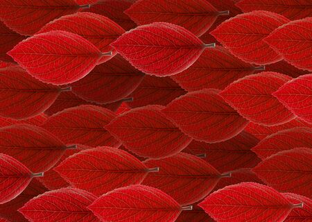 Top view autumn leaves backgroundの写真素材