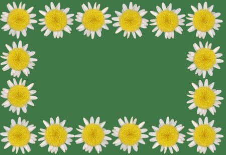 Top view daisy blossoms  on colored backgroundの写真素材