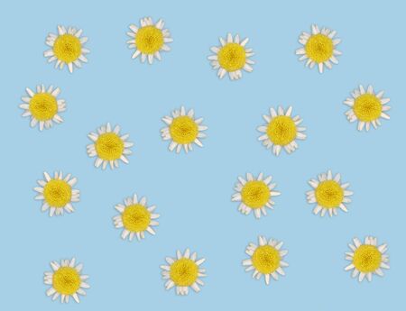Top view daisy blossoms  on colored backgroundの写真素材