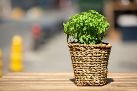 Closeup one basil on wooden table. Selective focusの写真素材