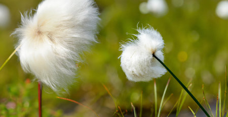 white cottongrass flower on nature, close upの素材