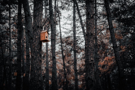 Pine tree forest background. Wooden birdhouse on tree trunkの素材
