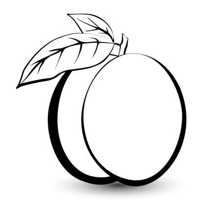 Outline sketch monochrome peach. Black and white elegant contour of the fruit. Drawing for coloring and design packaging for juices, diet food.のイラスト素材