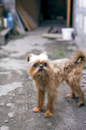 Brussels Griffonの写真素材